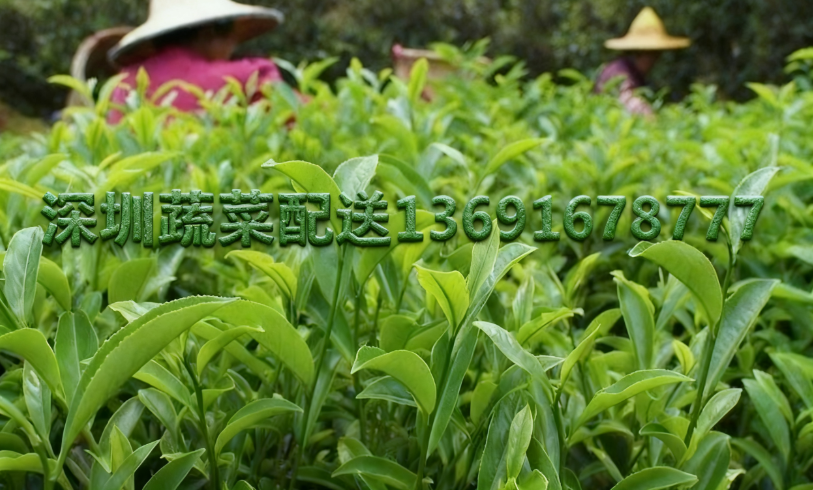 佳惠鮮農(nóng)產(chǎn)品配送中心分享:2025年烏龍茶生長態(tài)勢