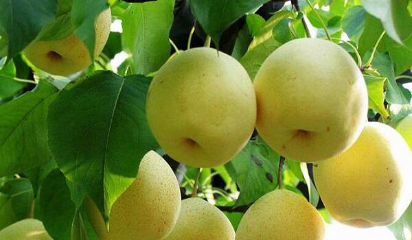 1760177570.jpg tupian_xueli4.jpg