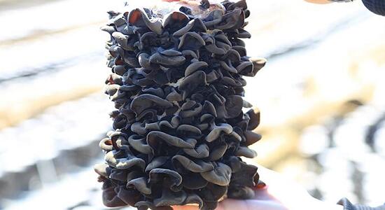 1760259860.jpg tupian_muer2.jpg