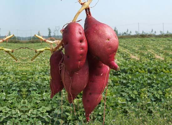 1760261277.jpg tupian_fanshu.jpg