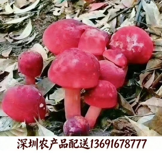 東莞農(nóng)產(chǎn)品配送?中心解析:紅菌為什么價格高昂