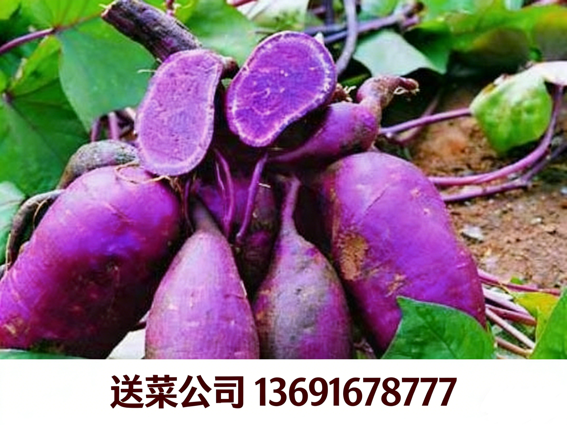 東莞送菜公司與您分享：紫薯獨特的營養功效